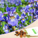 iris (blue flag) - bulbs (set of 5)