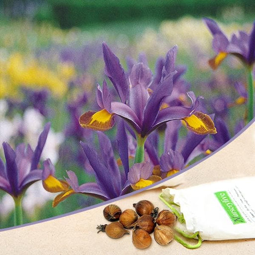 iris flashlight (purple - bulbs (set of 5)