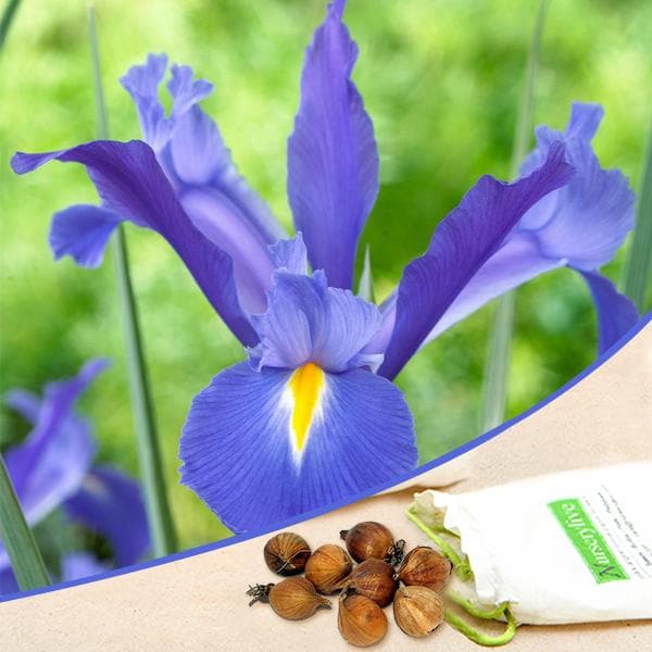 iris professor blauw (blue) - bulbs (set of 5)