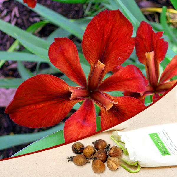 iris (red) - bulbs (set of 5)