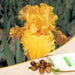 iris strong gold (yellow) - bulbs (set of 5)