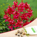 ixia venus (red) - bulbs (set of 5)