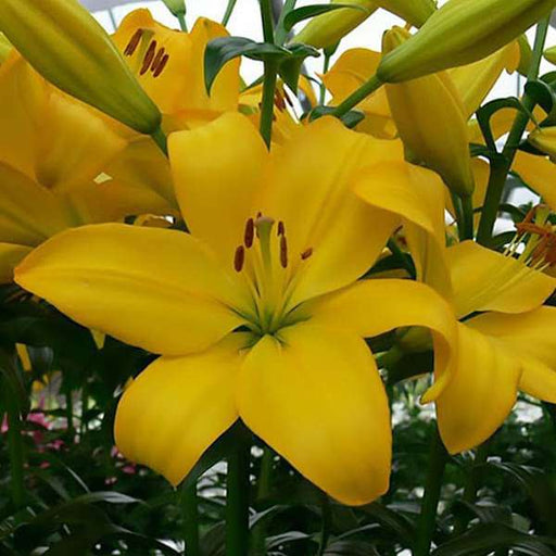 lilium la hybrid calais (light yellow) bulbs (set of 5) - bulbs