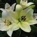 lilium la hybrid ercolano (cream white) bulbs (set of 5) - bulbs