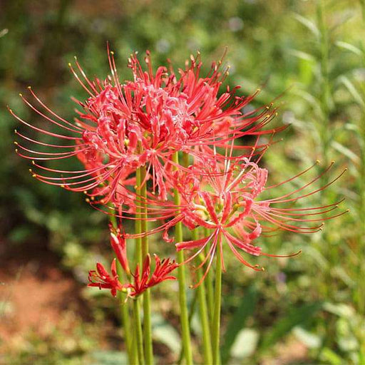 lycoris radiata - bulbs (set of 5)