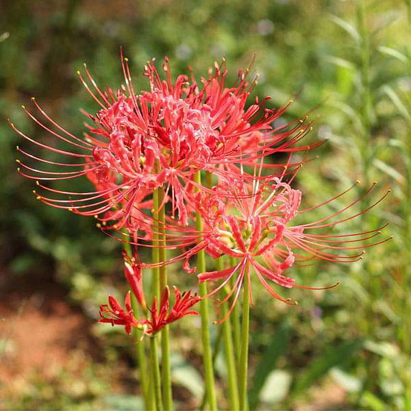 lycoris radiata - bulbs (set of 5)