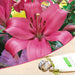 monado asiatic lily (dark pink) - bulbs (set of 5)