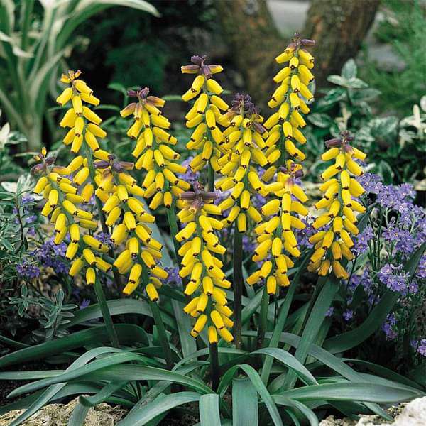 muscari - bulbs (set of 5)