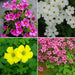 oxalis (mix colors) - bulbs (set of 10)