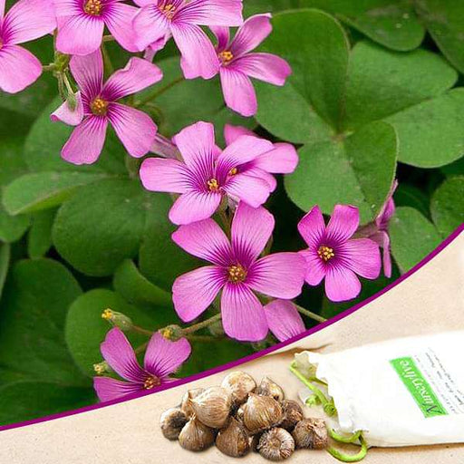 oxalis (pink) - bulbs