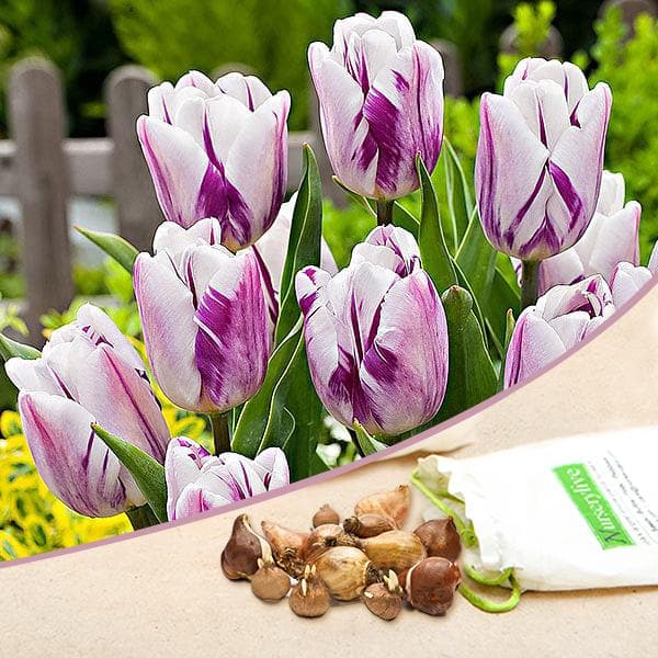 tulip flamingo flag (white - bulbs (set of 5)