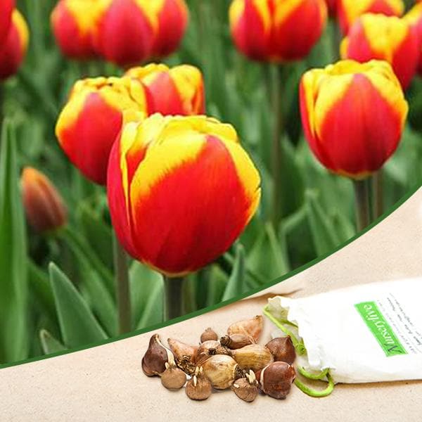 tulip jan seignette (yellow - bulbs (set of 5)