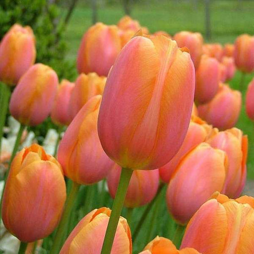 tulip salmon van eijk (pink) - bulbs (set of 5)