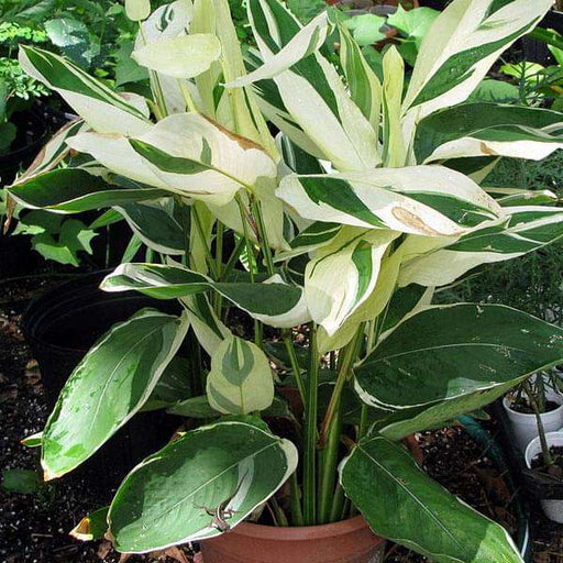 variegated arrow root - bulbs (set of 5)