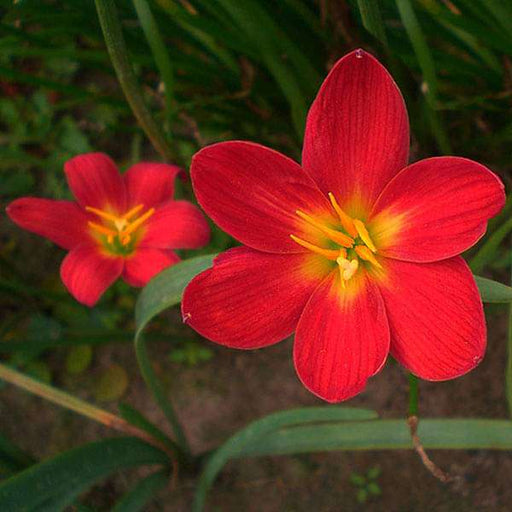 zephyranthes lily - bulbs (set of 10)