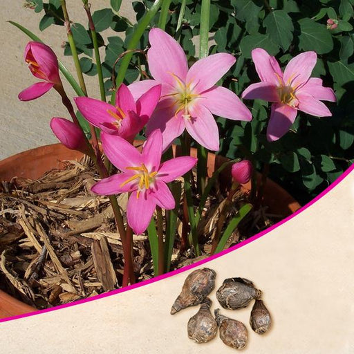 zephyranthes lily - bulbs (set of 10)