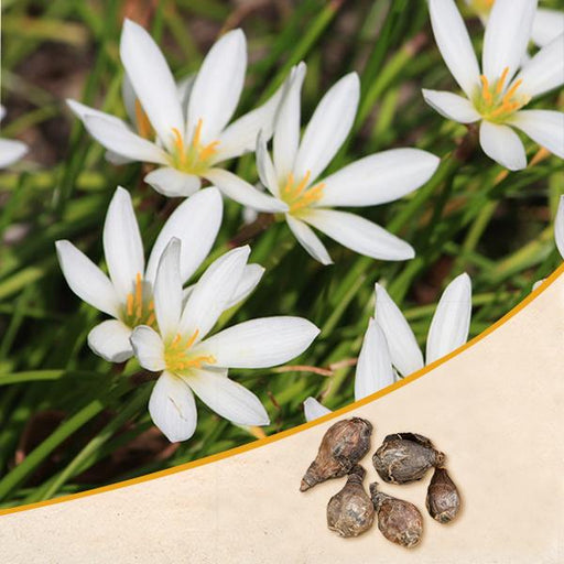 zephyranthes lily - bulbs (set of 10)