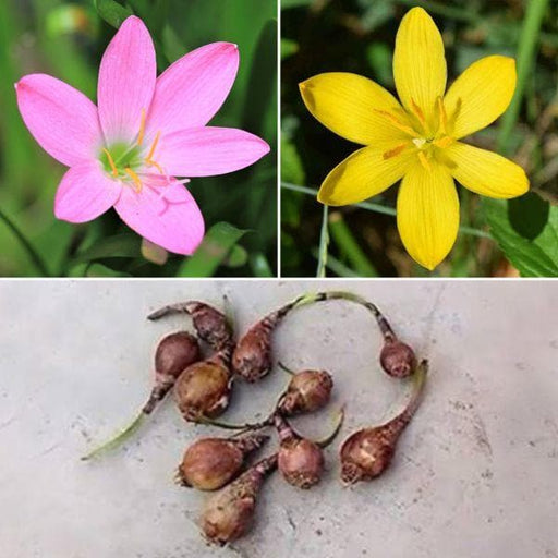 zingy zephyranthes lily - 30 bulbs pack