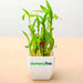 2 layer lucky bamboo - corporate gift (set of 30)