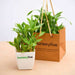 2 layer lucky bamboo - corporate gift (set of 30)