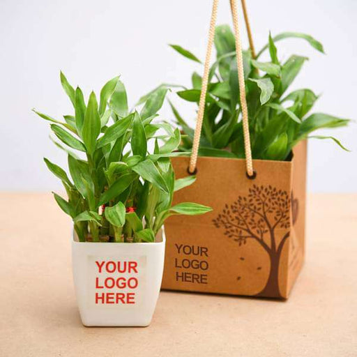 2 layer lucky bamboo - corporate gift (set of 30)