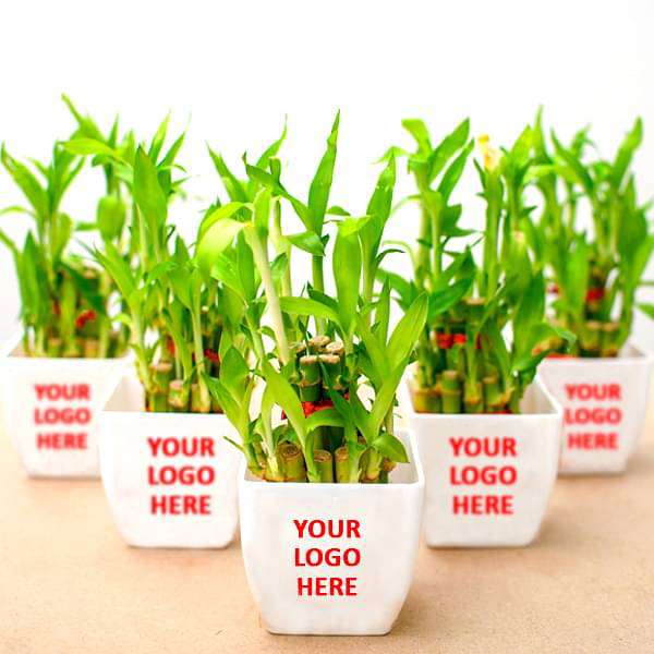 2 layer lucky bamboo - corporate gift (set of 30)