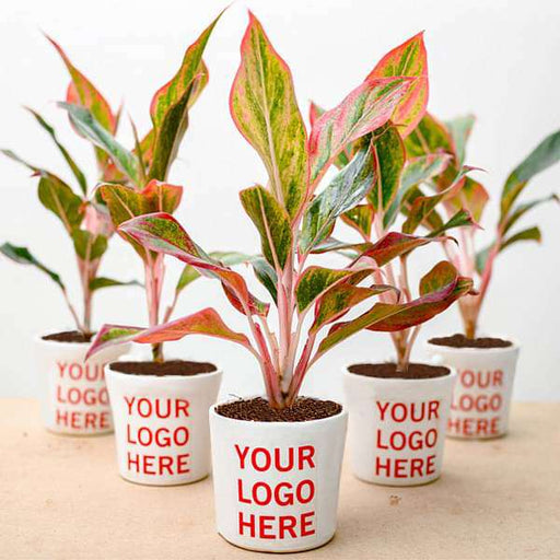 aglaonema lipstick plant - corporate gift (set of 30)