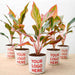 aglaonema lipstick plant - corporate gift (set of 30)