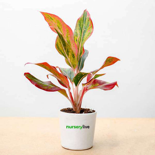 aglaonema lipstick plant - corporate gift (set of 30)