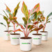 aglaonema lipstick plant - corporate gift (set of 30)