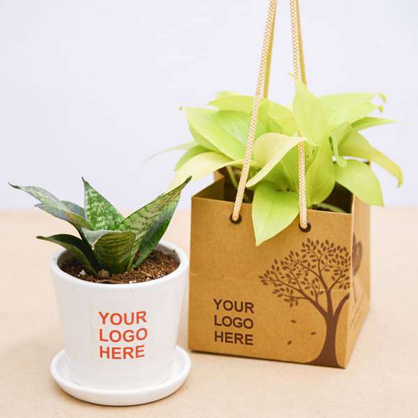 air purifier plants in ceramic pot - corporate gift (set of 30)