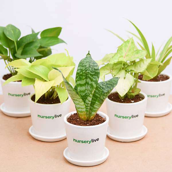 air purifier plants in ceramic pot - corporate gift (set of 30)