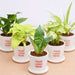 air purifier plants in ceramic pot - corporate gift (set of 30)