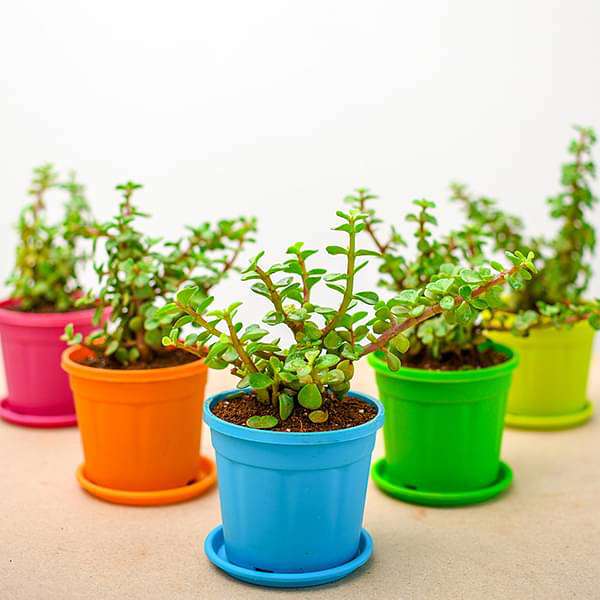 elephant bush - corporate gift (set of 30)