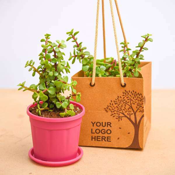 elephant bush - corporate gift (set of 30)