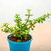 elephant bush - corporate gift (set of 30)