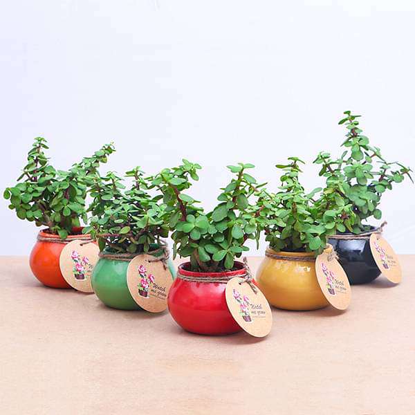 elephant bush - corporate gift (set of 30)