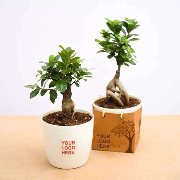 fabulous ficus bonsai - corporate gift (set of 30)