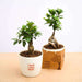 fabulous ficus bonsai - corporate gift (set of 30)