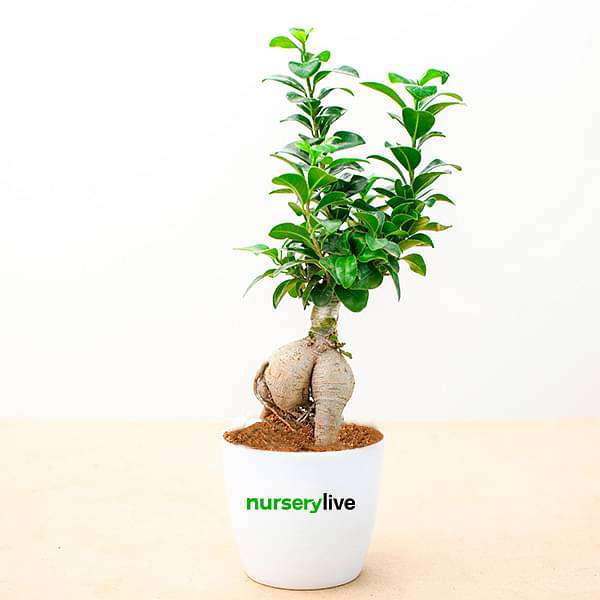 fabulous ficus bonsai - corporate gift (set of 30)