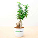 fabulous ficus bonsai - corporate gift (set of 30)