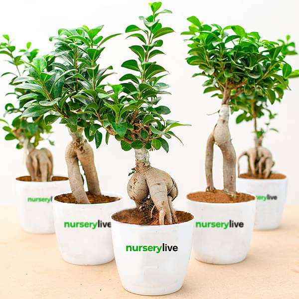 fabulous ficus bonsai - corporate gift (set of 30)