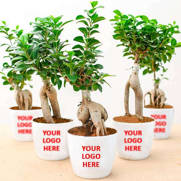 fabulous ficus bonsai - corporate gift (set of 30)