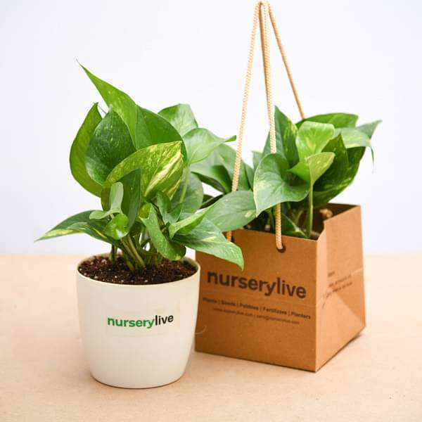 money plant (green) - corporate gift (set of 30)