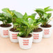 money plant (green) - corporate gift (set of 30)