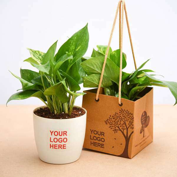 money plant (green) - corporate gift (set of 30)