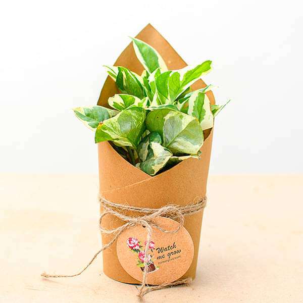 money plant marble prince in paper wrap - corporate gift (set of 30)