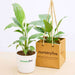 peace lily in ceramic pot - corporate gift (set of 30)