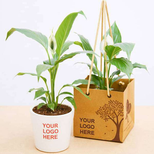 peace lily in ceramic pot - corporate gift (set of 30)