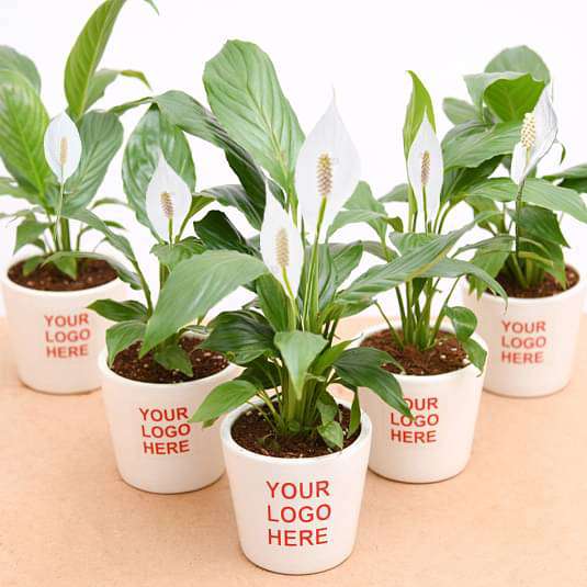 peace lily in ceramic pot - corporate gift (set of 30)